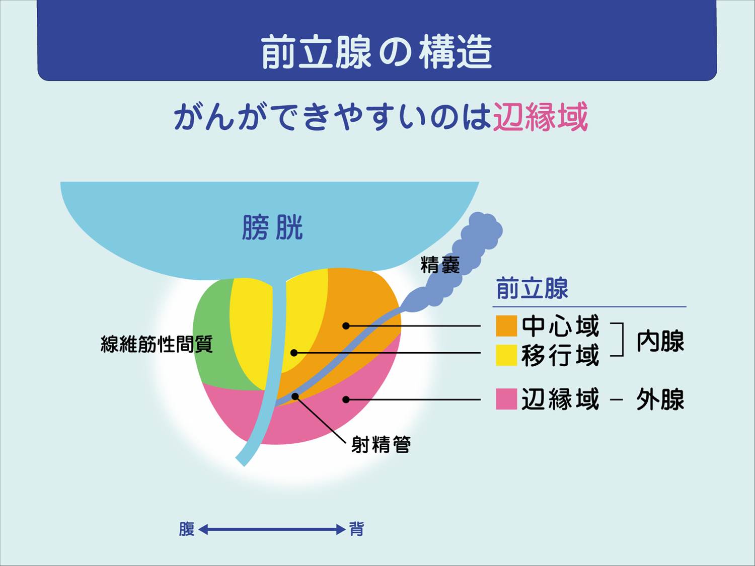 前立腺がんの病態 検査 いまもと泌尿器科クリニック